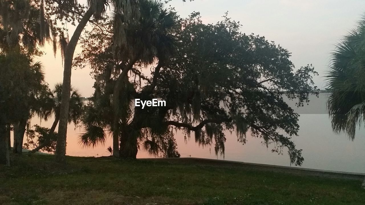 TREES ON GRASSY FIELD