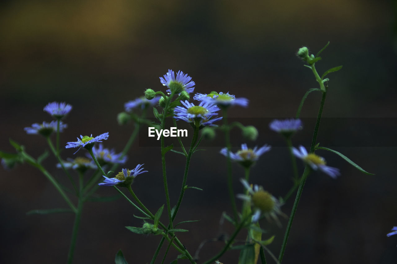 Close-up of purple flowering plants