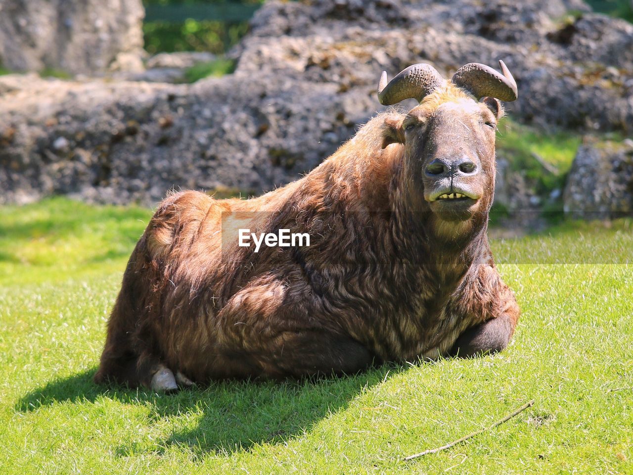 Portrait of wild goat sitting on grass