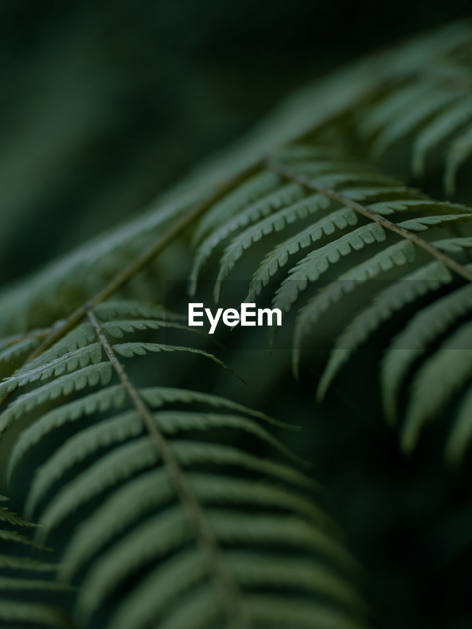 Detail shot of fern leaves