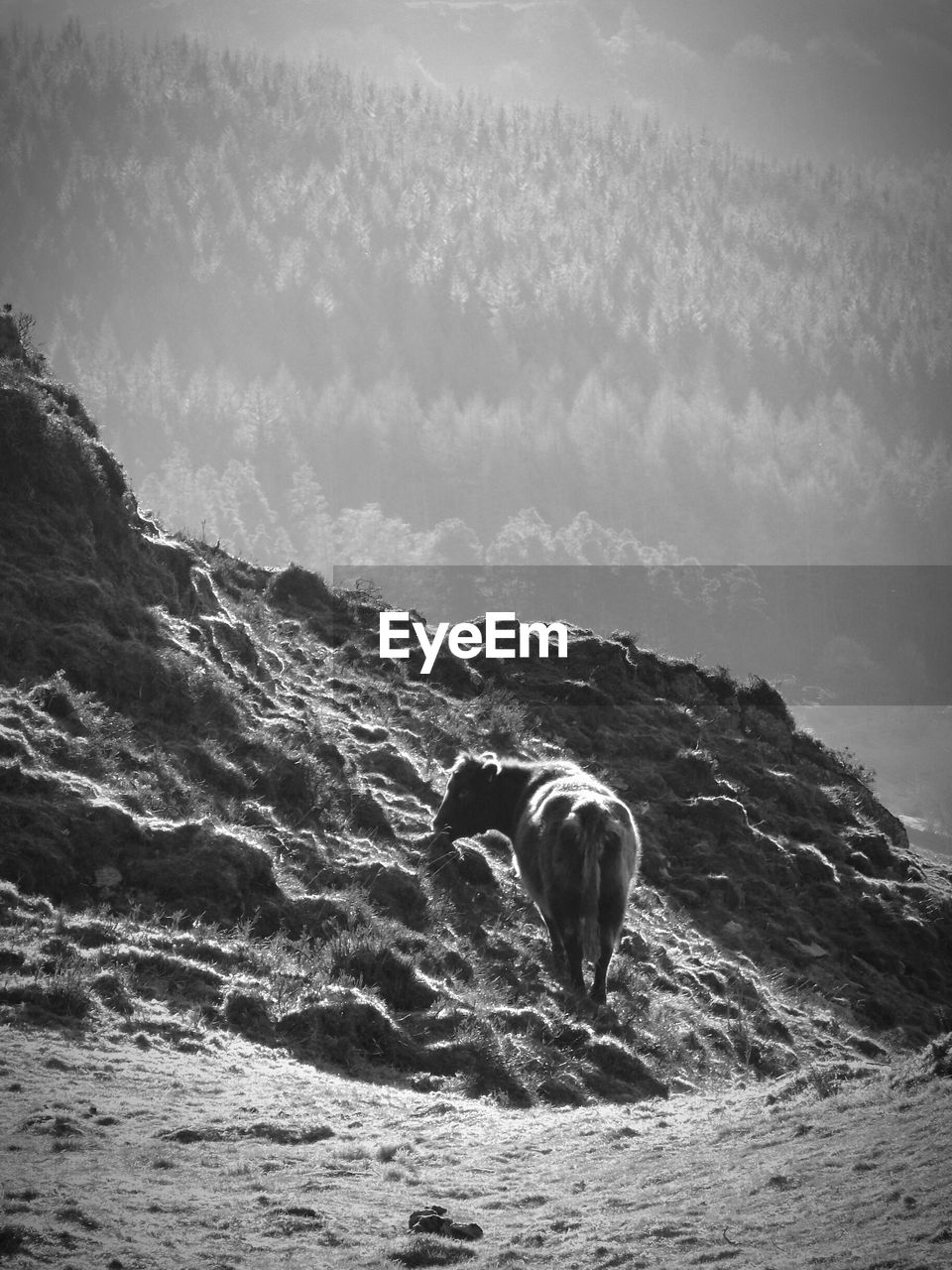 DOG STANDING ON SHORE AGAINST SKY