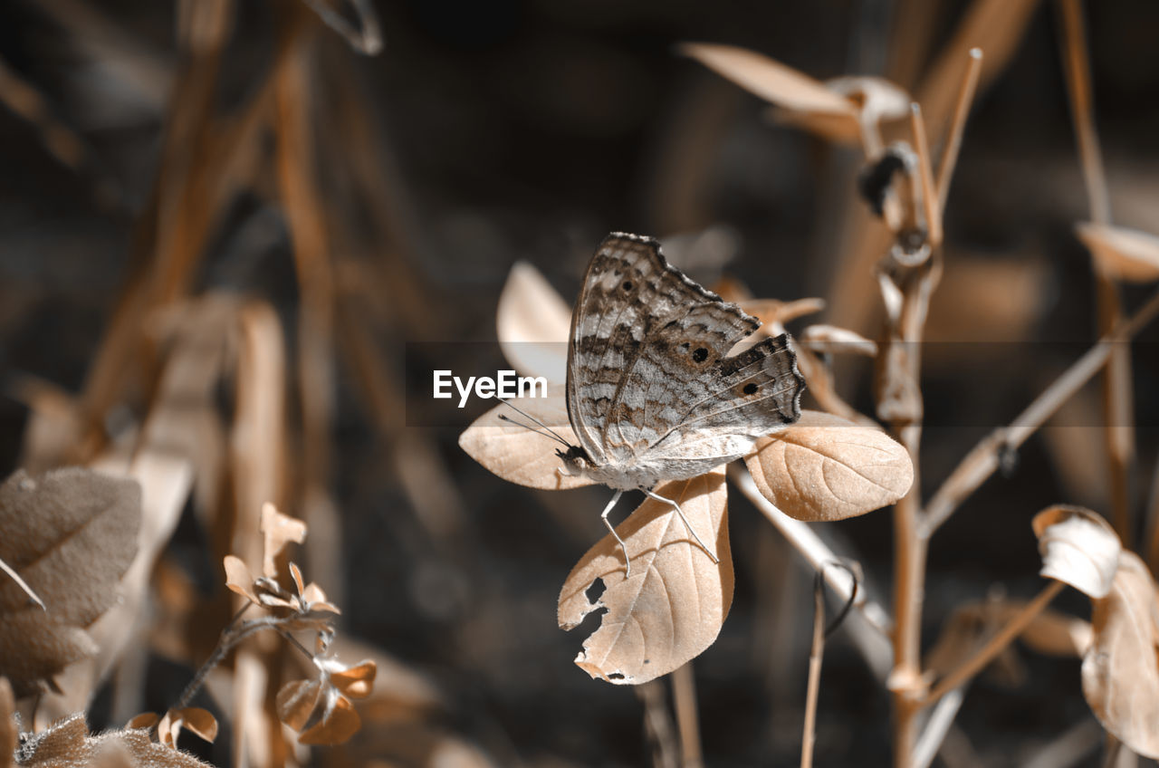 Close-up of butterfly on dry leaves