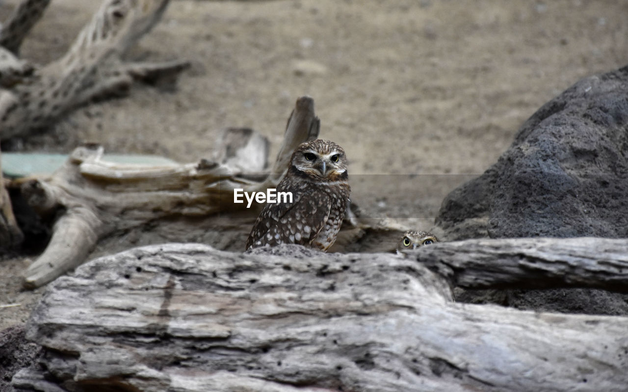 Terrific capture of a burrowing owl with a fallen log.