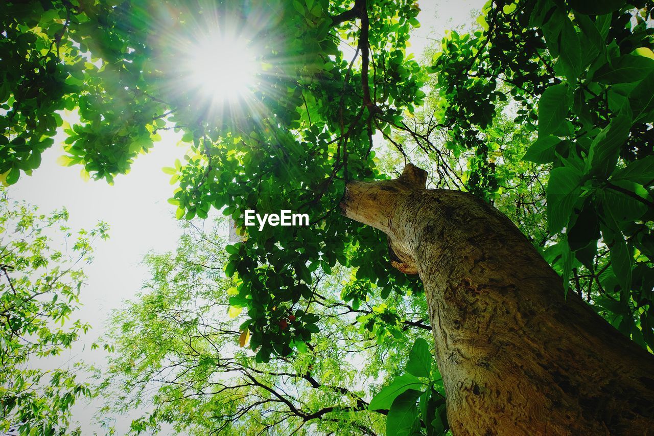 LOW ANGLE VIEW OF TREE AGAINST PLANTS