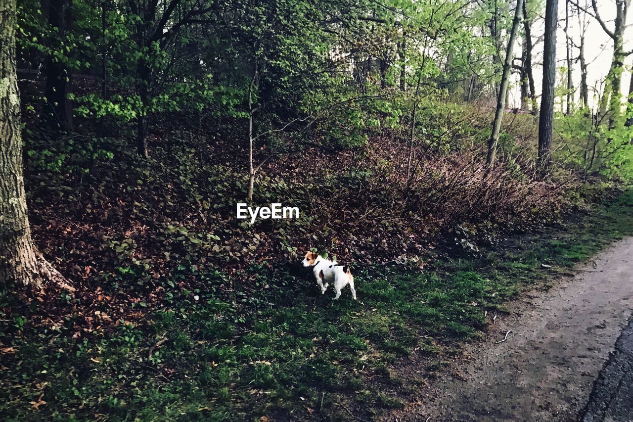 DOG IN FOREST