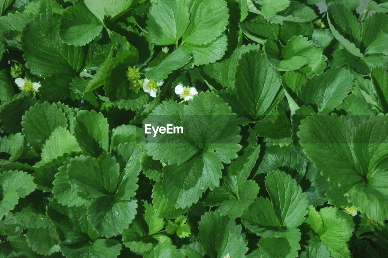 leaf, plant part, green, plant, growth, full frame, nature, backgrounds, freshness, flower, beauty in nature, herb, no people, food and drink, day, close-up, high angle view, outdoors, produce, food, land, dewberry, foliage, botany, lush foliage, field, spearmint