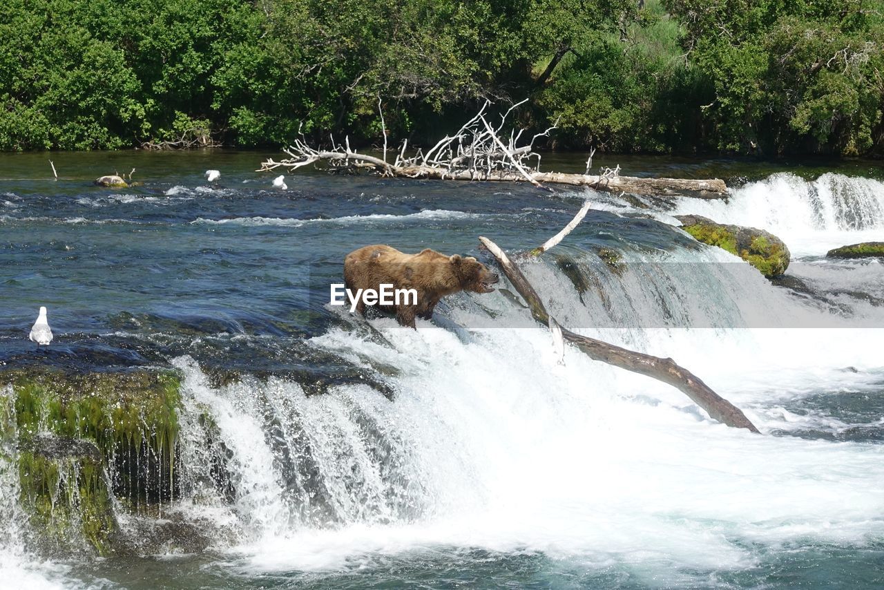 VIEW OF WATERFALL IN FOREST