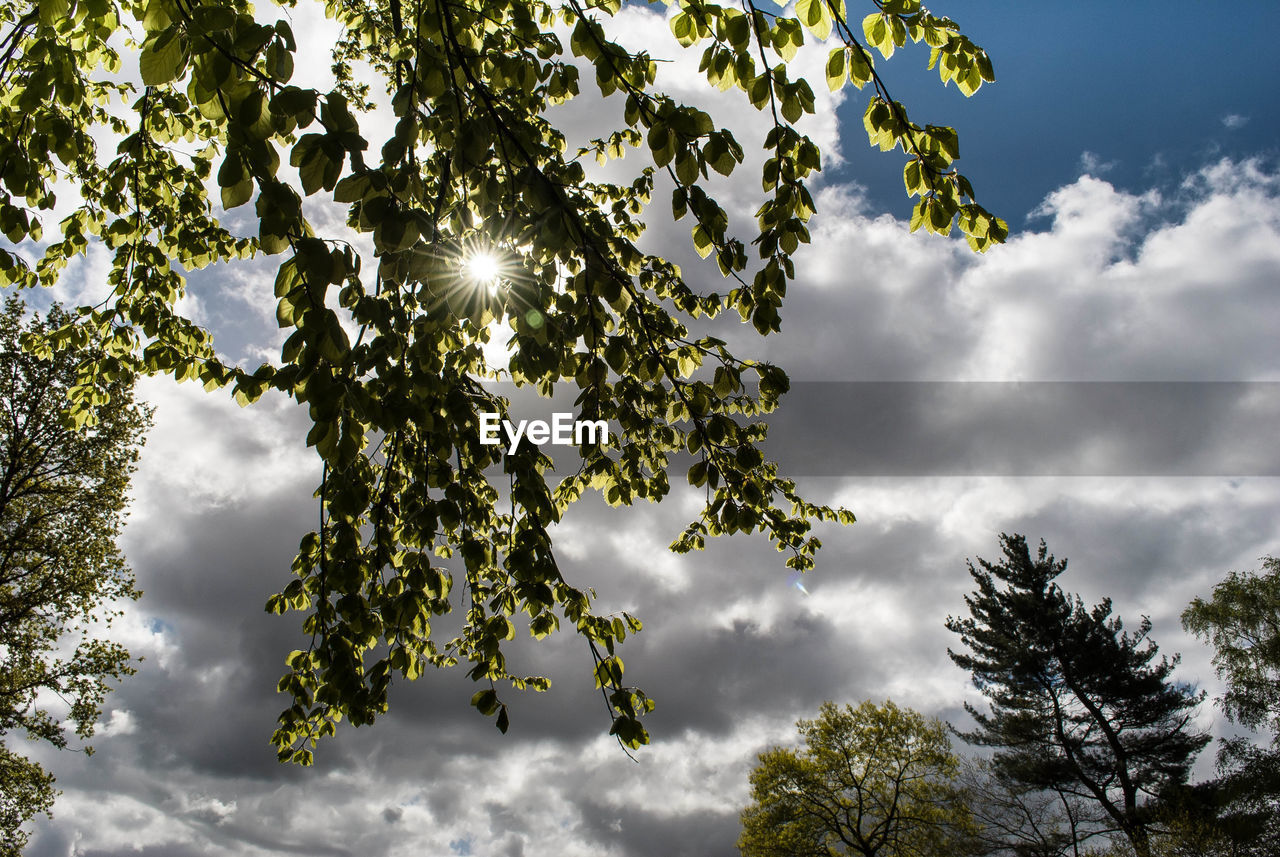 Low angle view of sunlight streaming through tree against sky