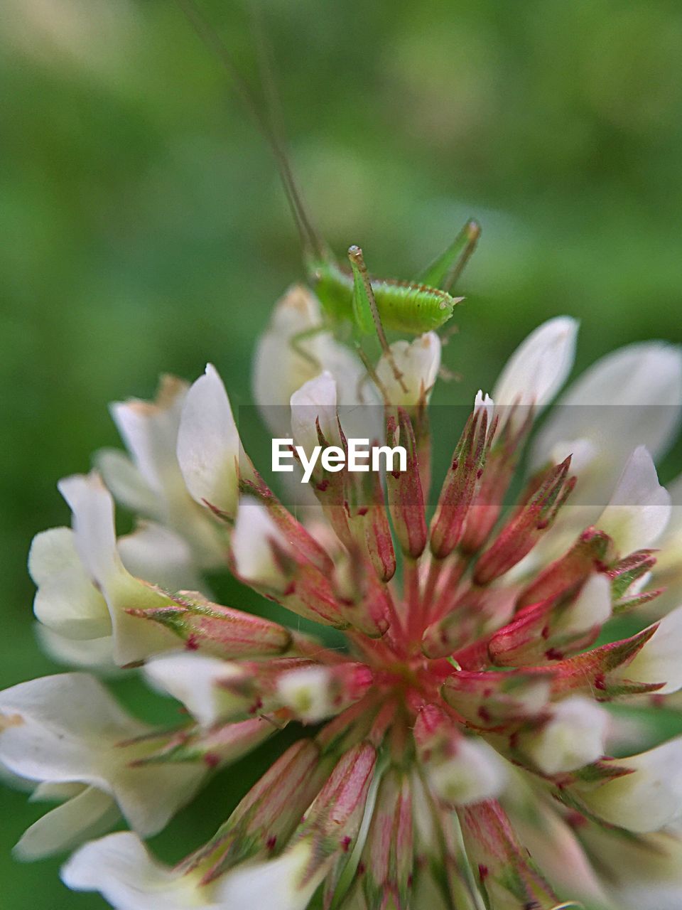 Close-up of green insect on white flowers