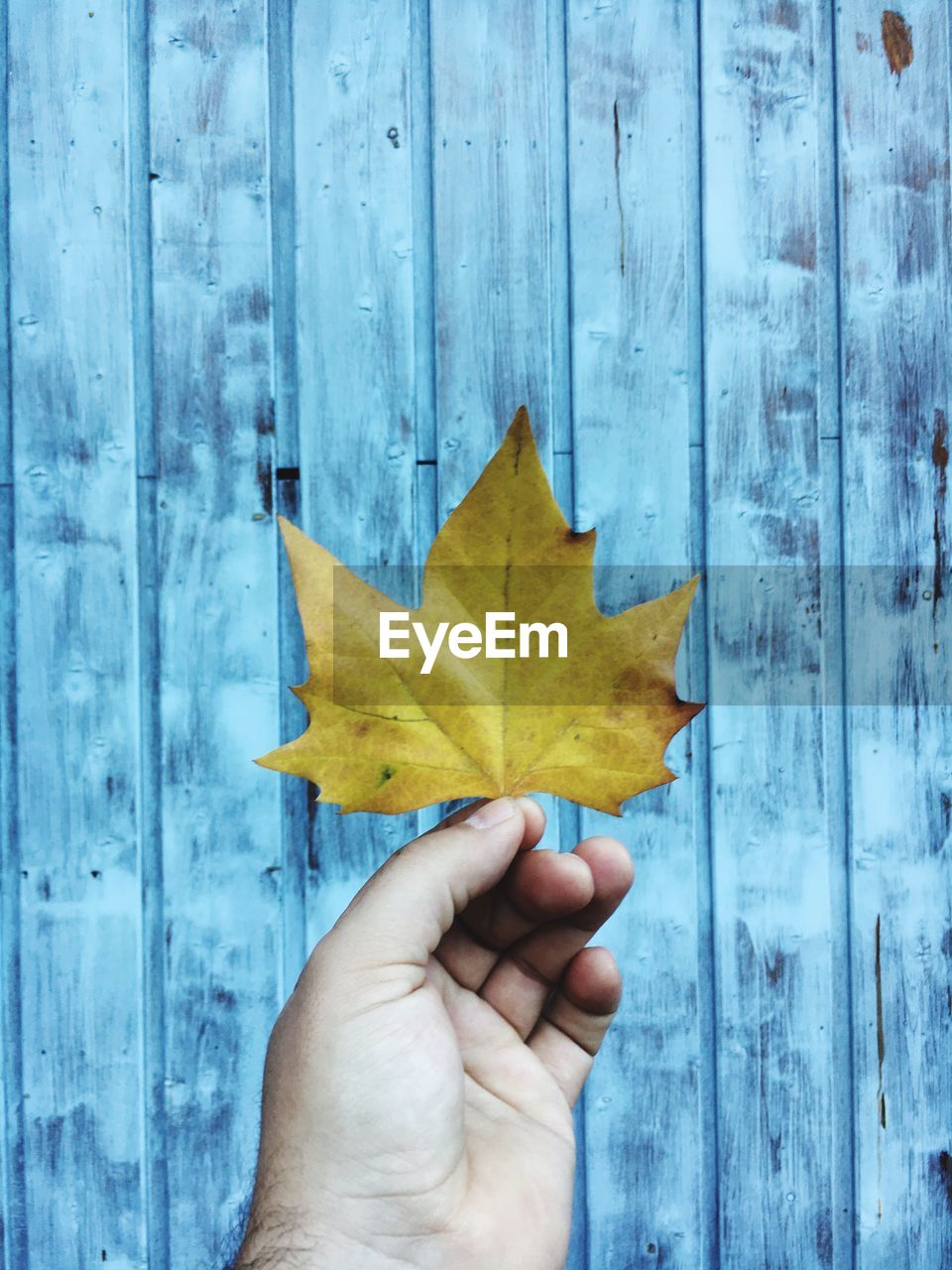 Cropped image of hand holding maple leaf against blue wooden wall