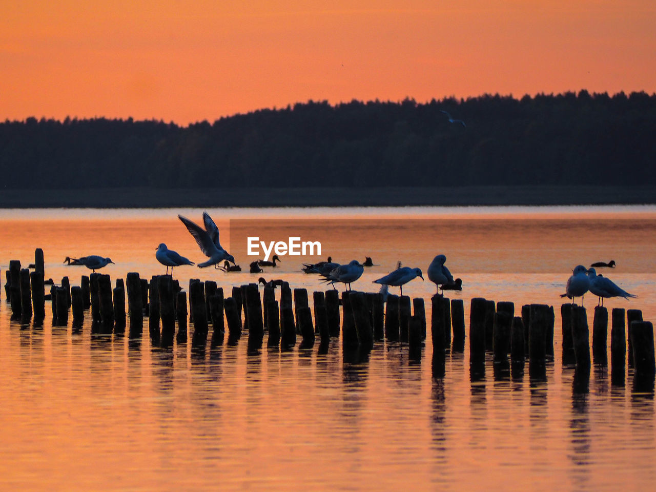 VIEW OF BIRDS IN LAKE DURING SUNSET
