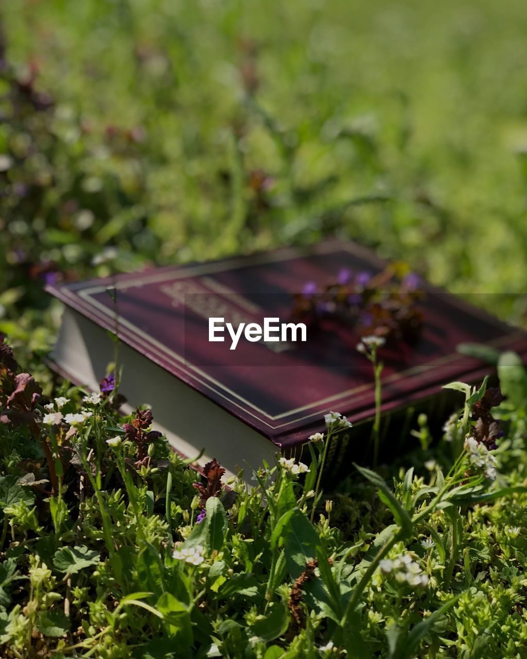 CLOSE-UP OF PLANTS ON FIELD