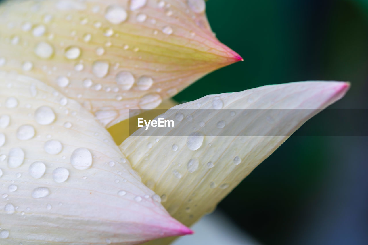 water, drop, close-up, flower, wet, plant, macro photography, freshness, leaf, beauty in nature, flowering plant, petal, nature, fragility, growth, flower head, plant stem, inflorescence, no people, yellow, rain, outdoors, dew, moisture, lily, green, focus on foreground, plant part, raindrop, botany, springtime, pink