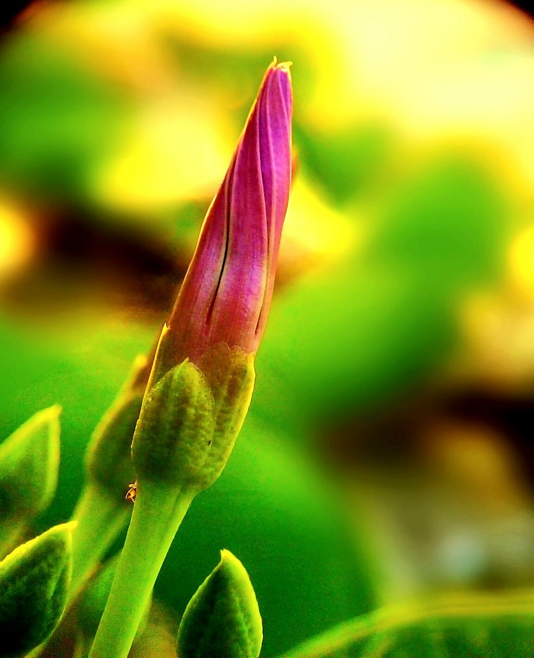 CLOSE-UP OF HONEY BEE ON FLOWER