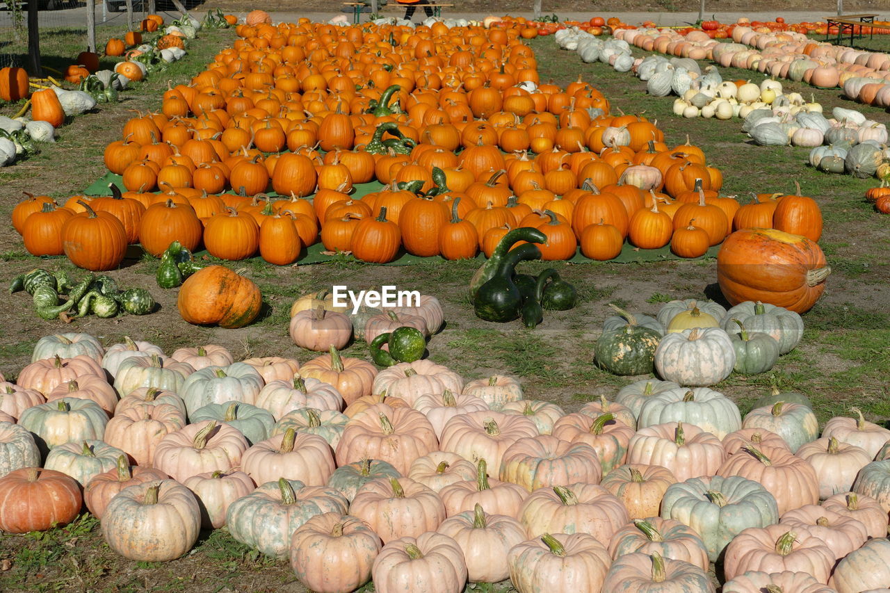 PUMPKINS IN MARKET STALL