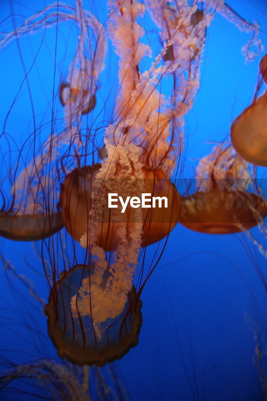 Sea nettle jellyfish swimming in monterey bay aquarium