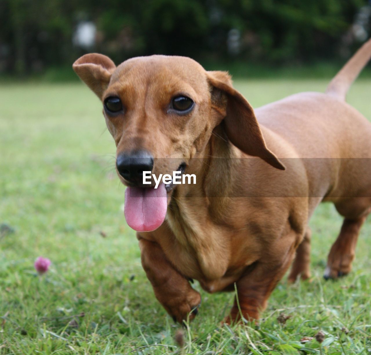 PORTRAIT OF DOG STICKING OUT TONGUE