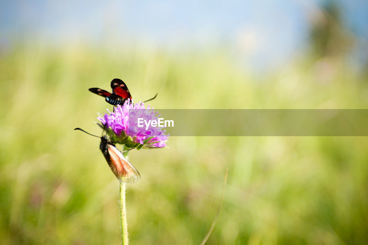 BUTTERFLY POLLINATING ON PURPLE FLOWER