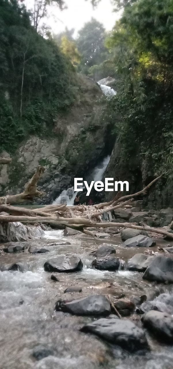 SCENIC VIEW OF RIVER IN FOREST