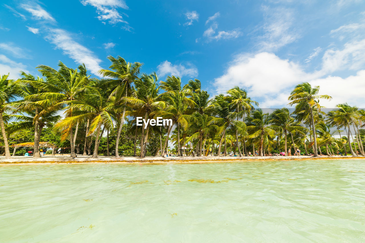 SCENIC VIEW OF PALM TREES ON BEACH