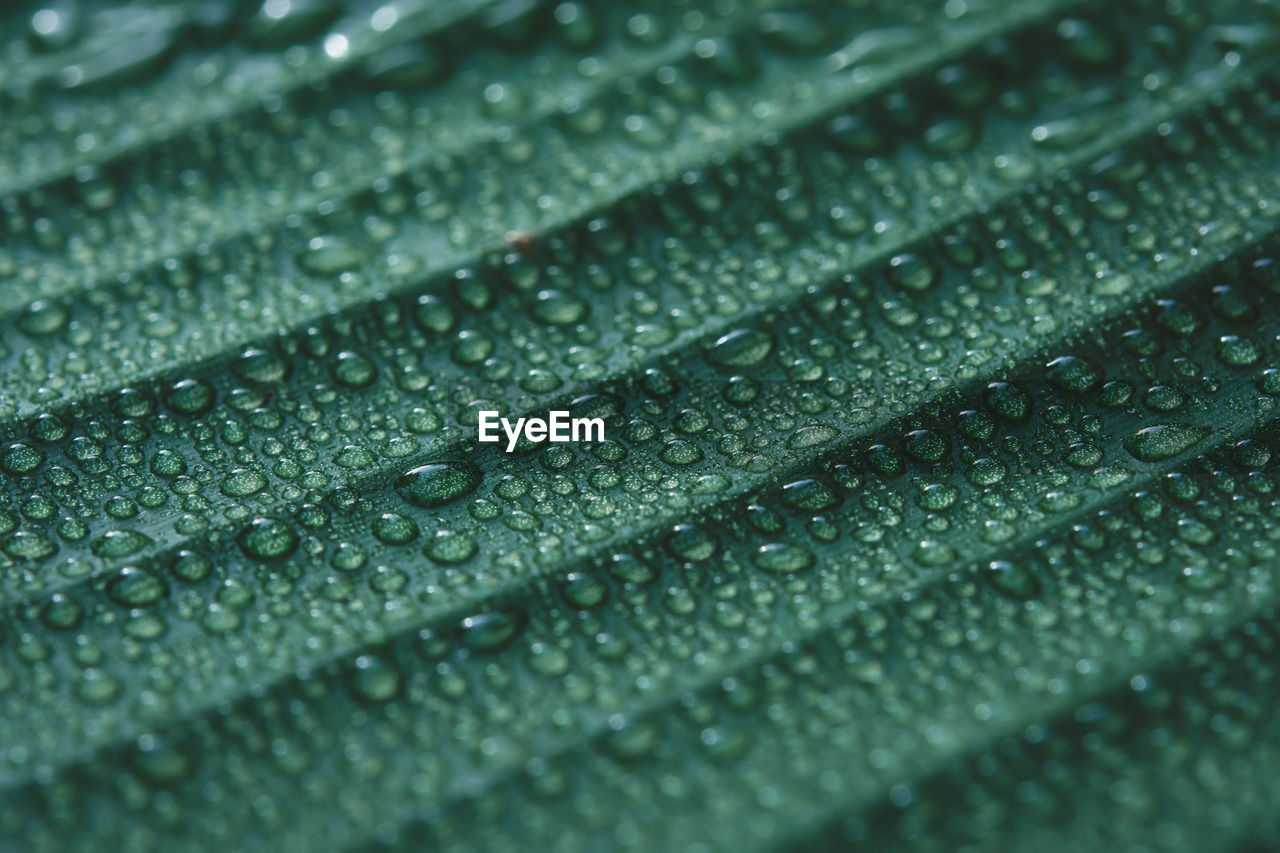 Water drops on banana leaf background