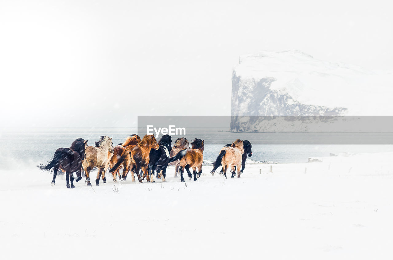 Horses running on snow covered land against sky