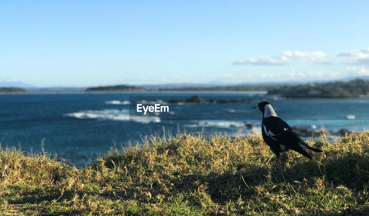 VIEW OF BIRD PERCHING ON A SEA