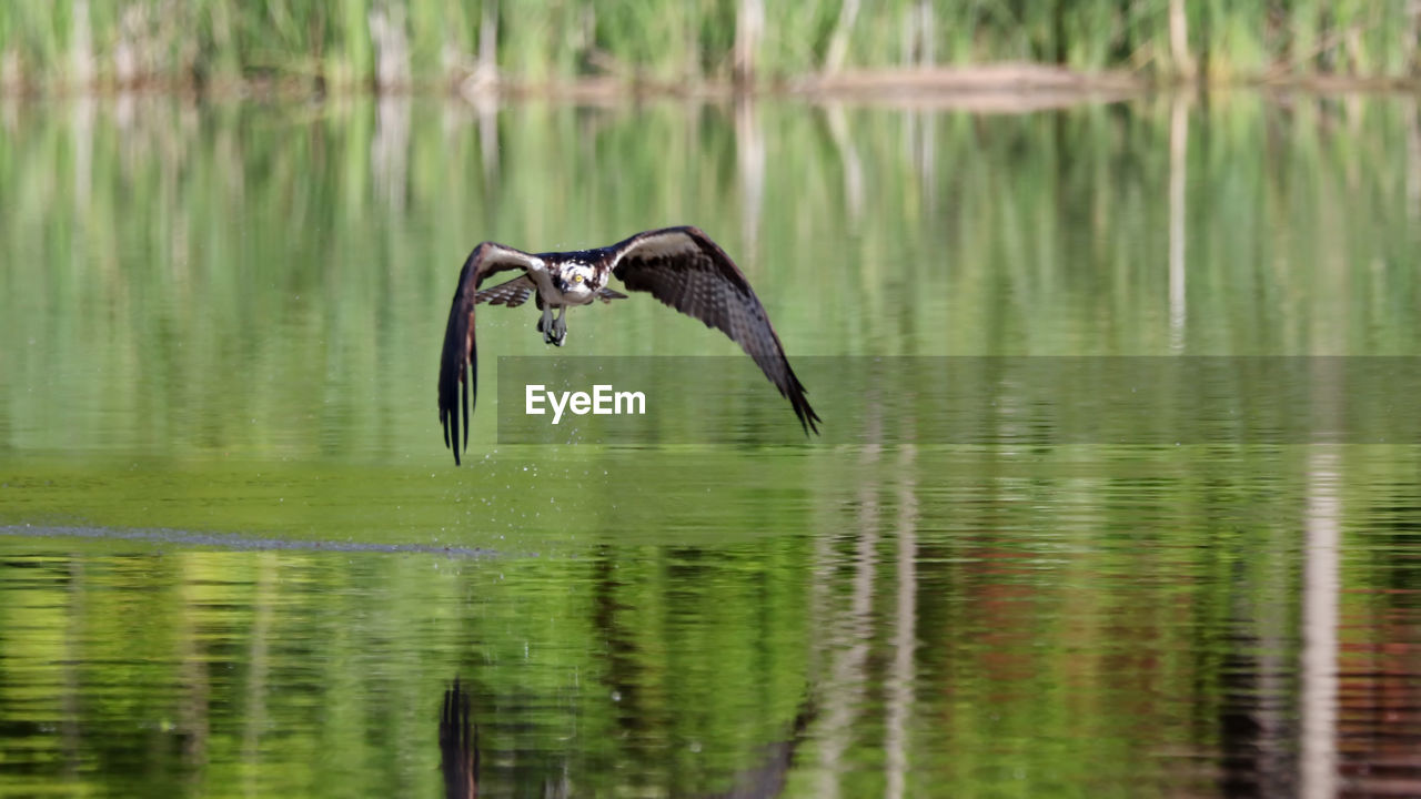 Osprey flying low over the pond.