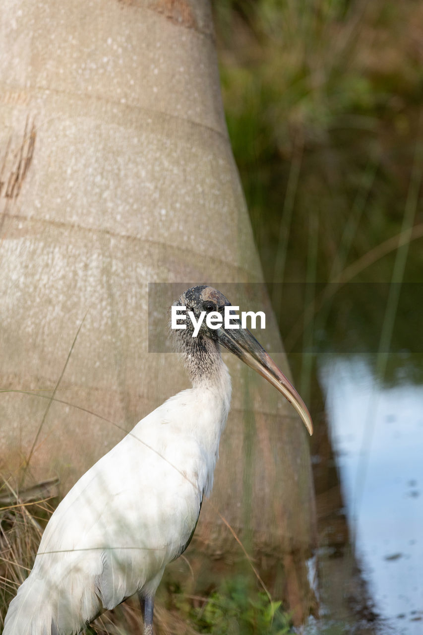 animal themes, animal, animal wildlife, bird, wildlife, one animal, water, beak, nature, no people, lake, outdoors, plant, day, ibis