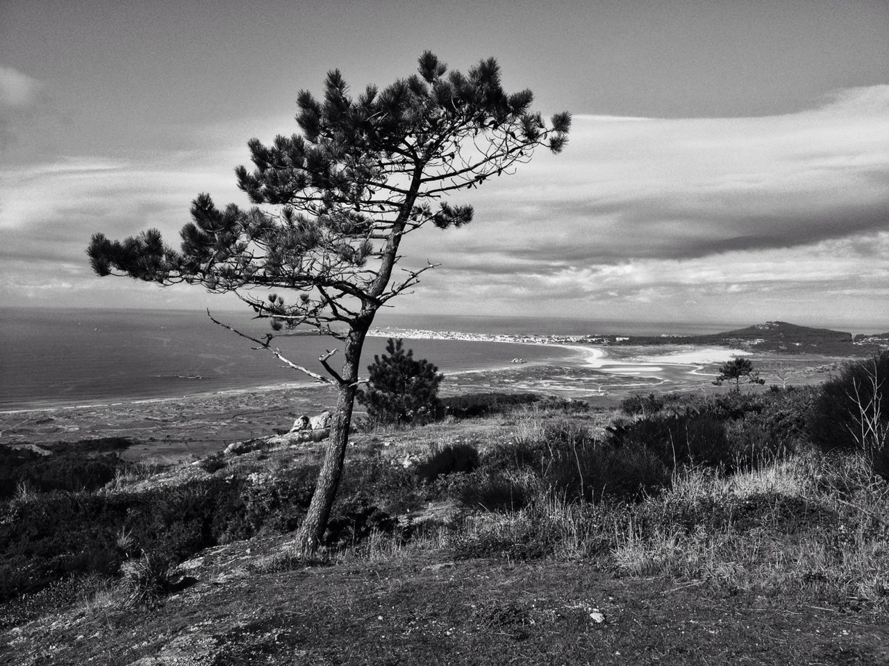 TREES ON LANDSCAPE AGAINST CLOUDY SKY