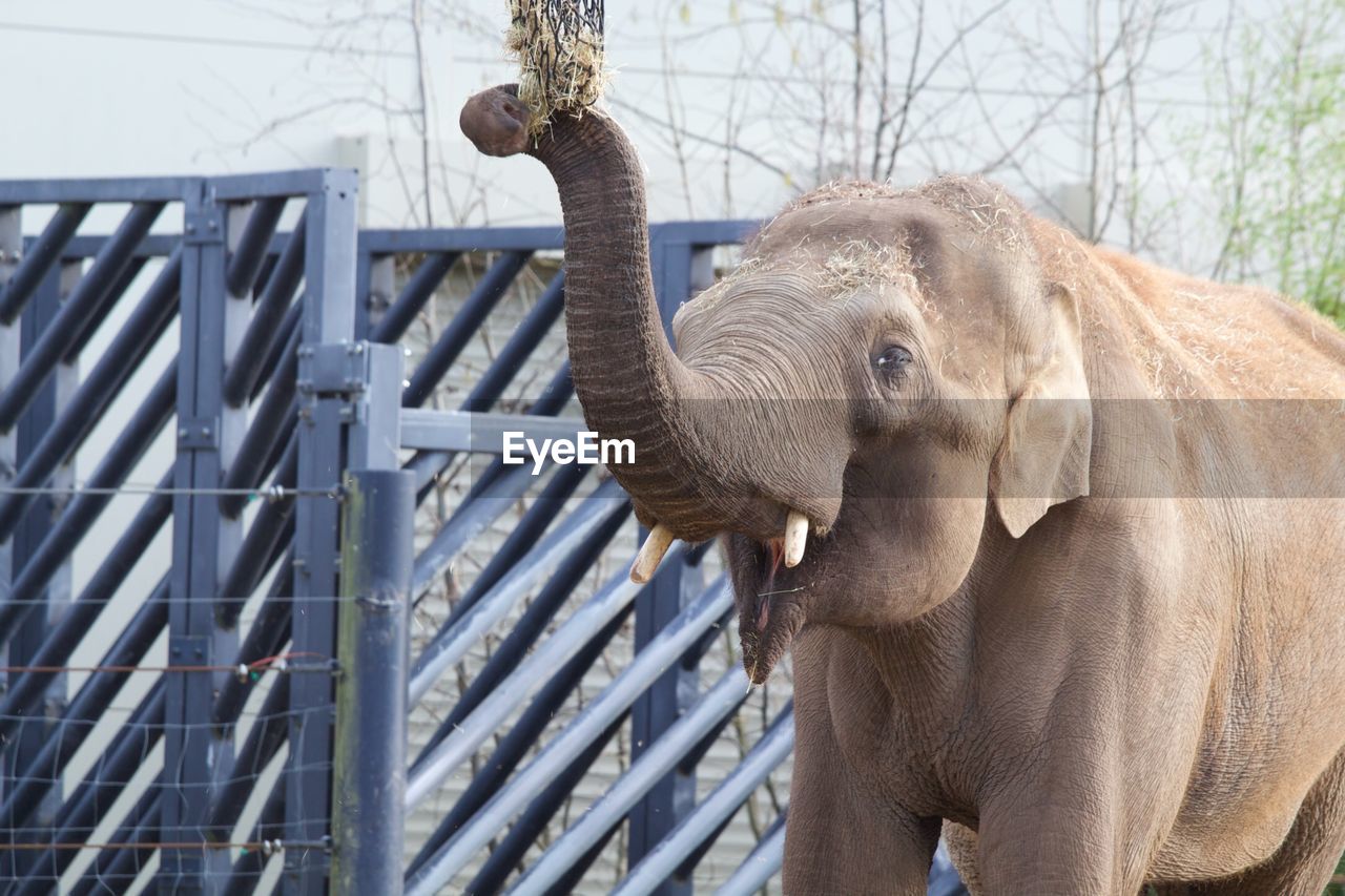 CLOSE-UP OF ELEPHANT IN ZOO