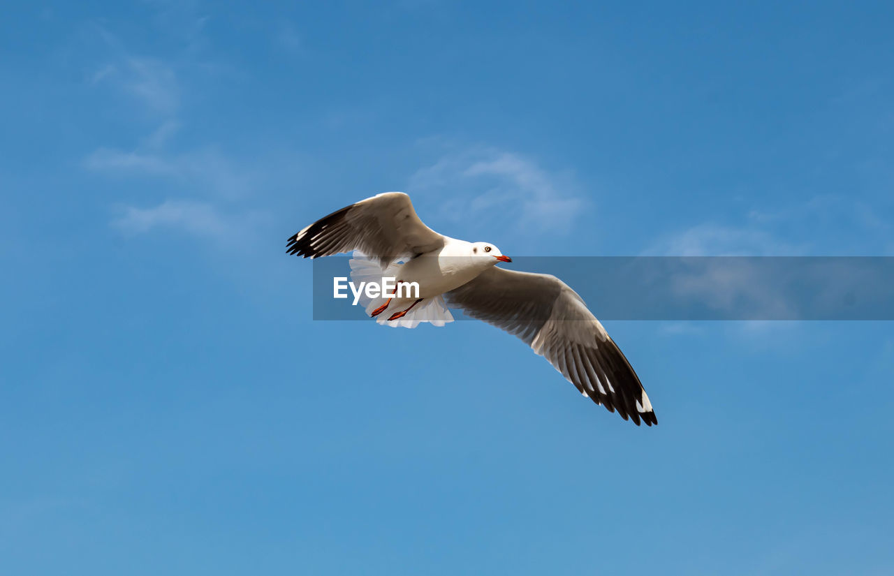 Beautiful seagull flying in the blue sunny sky.