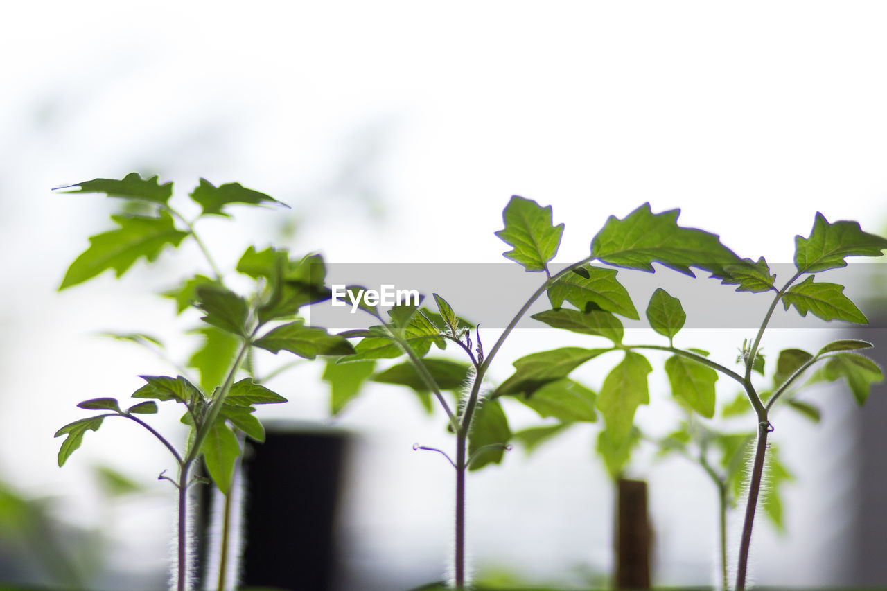 Low angle view of plants against sky