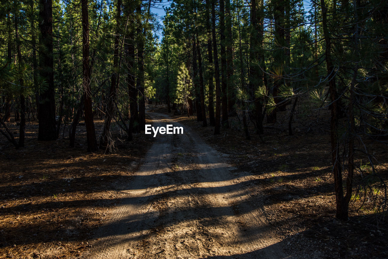Sunlight illuminated pine trees on dirt road thru dark pine forest