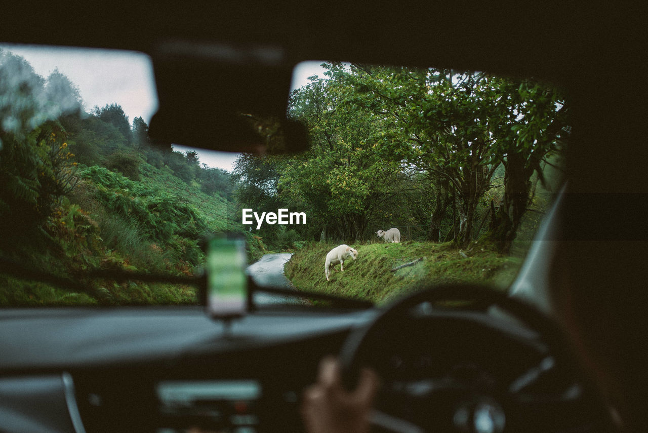 Sheep in forest seen through car windshield