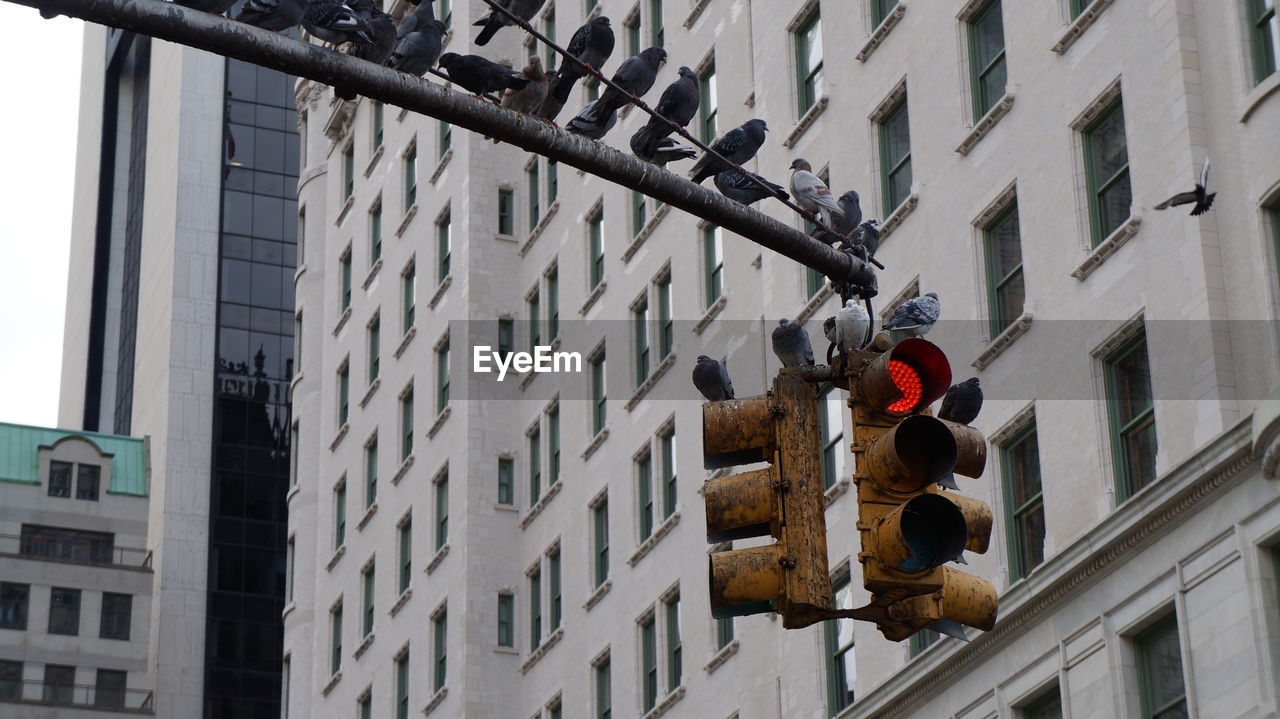 Low angle view of pigeons perching on road signal against building