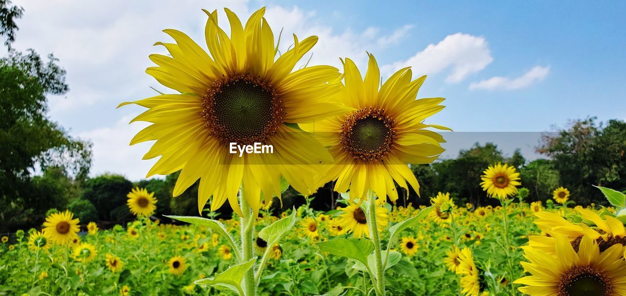 Close-up of yellow sunflowers on field against sky