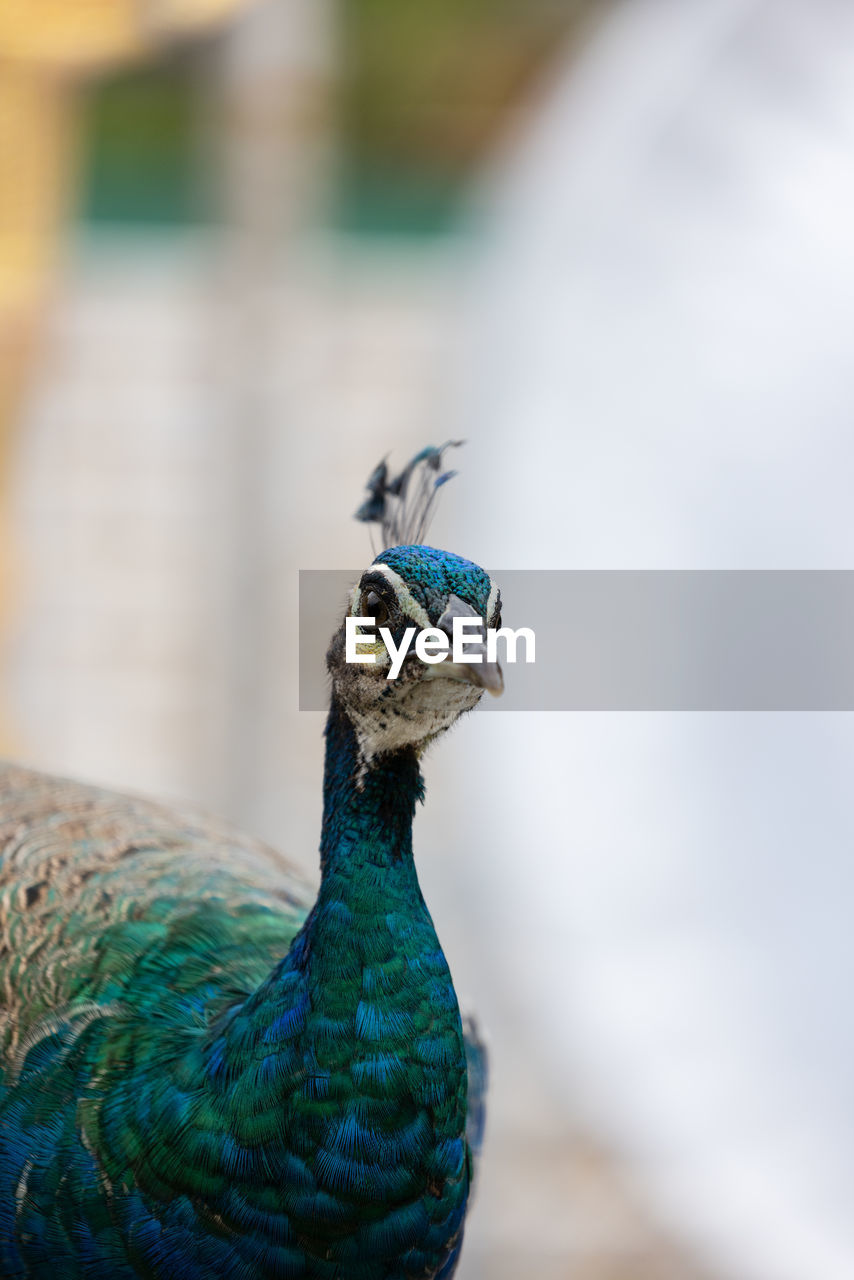 Blue peacock close up