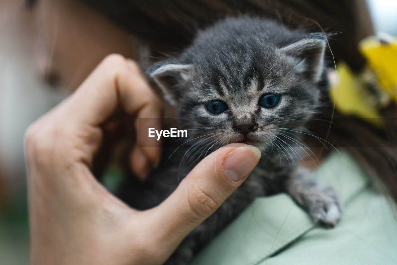 Cropped hand of woman holding cat