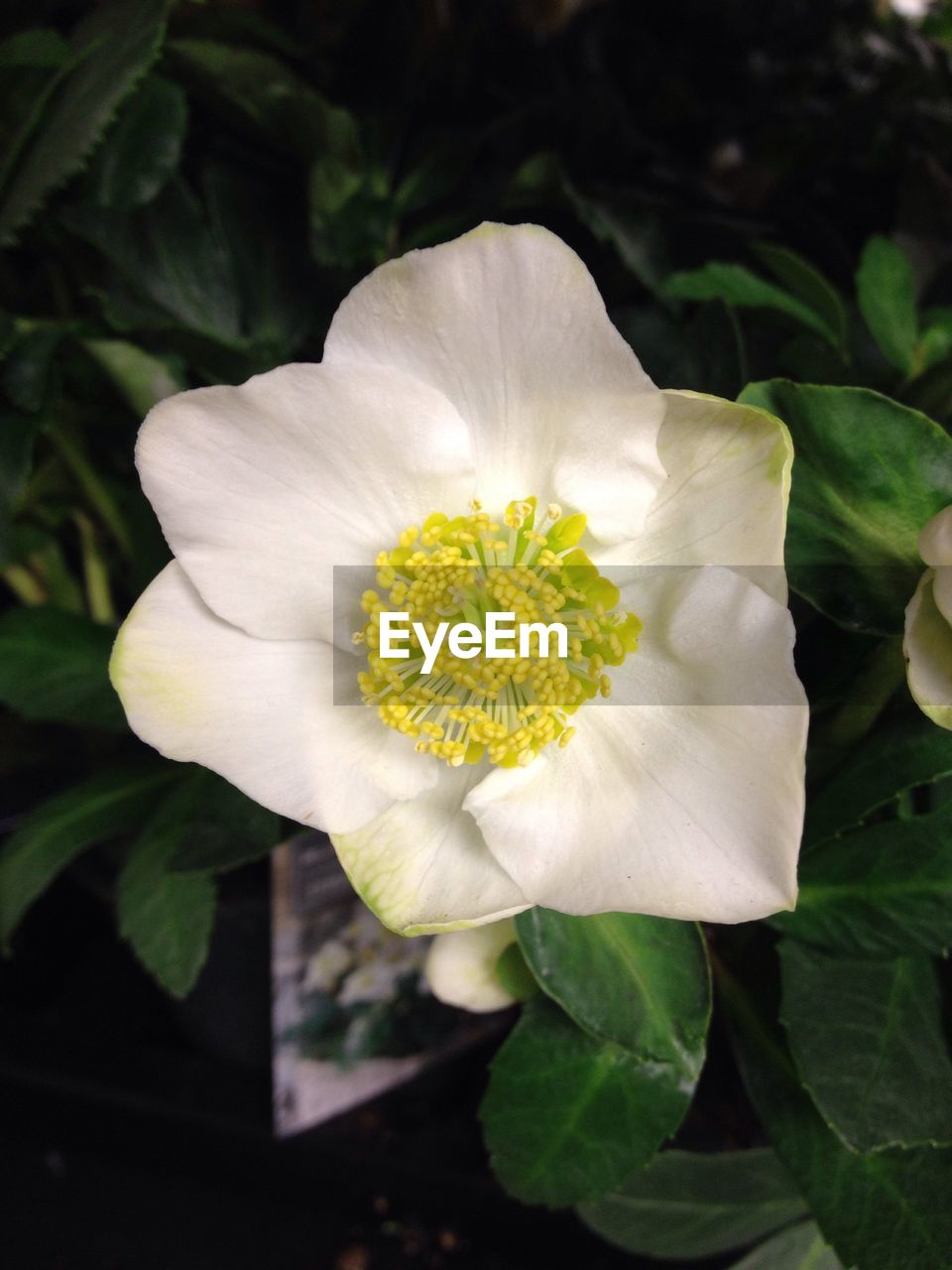 CLOSE-UP OF FLOWER BLOOMING OUTDOORS