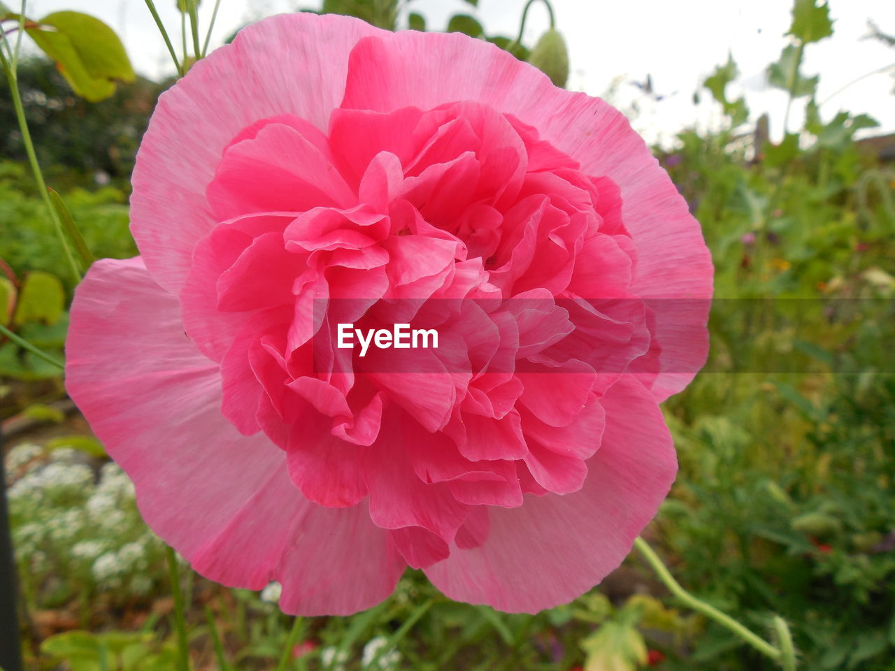 CLOSE-UP OF PINK FLOWER ON PLANT