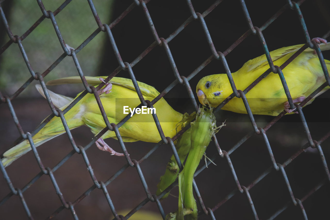 CLOSE-UP OF AN ANIMAL BEHIND FENCE