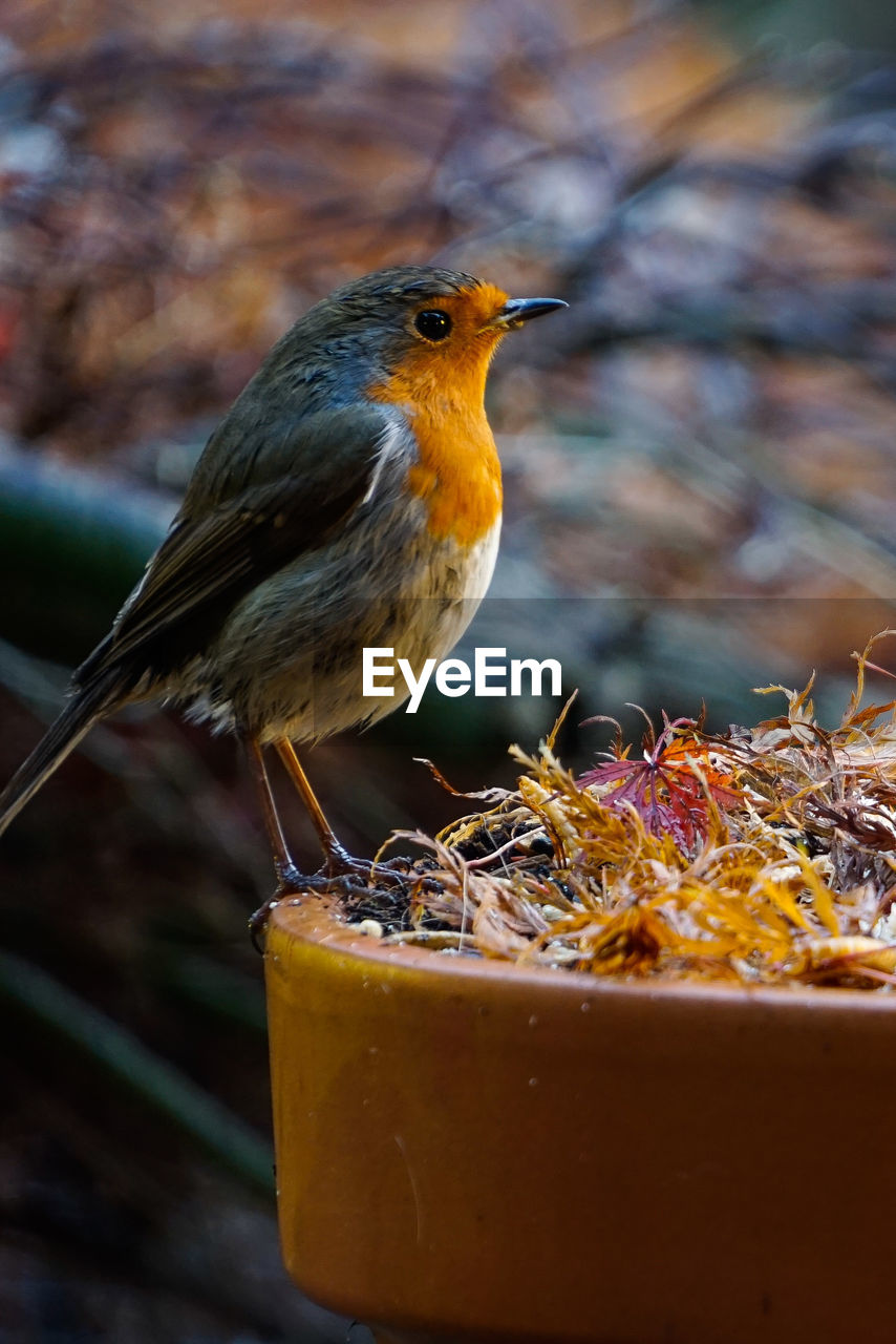 CLOSE-UP OF BIRD PERCHING ON A ORANGE