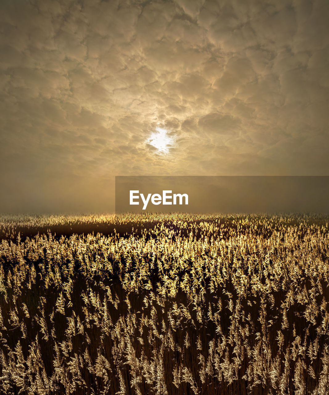 Plants growing on field against sky during sunset