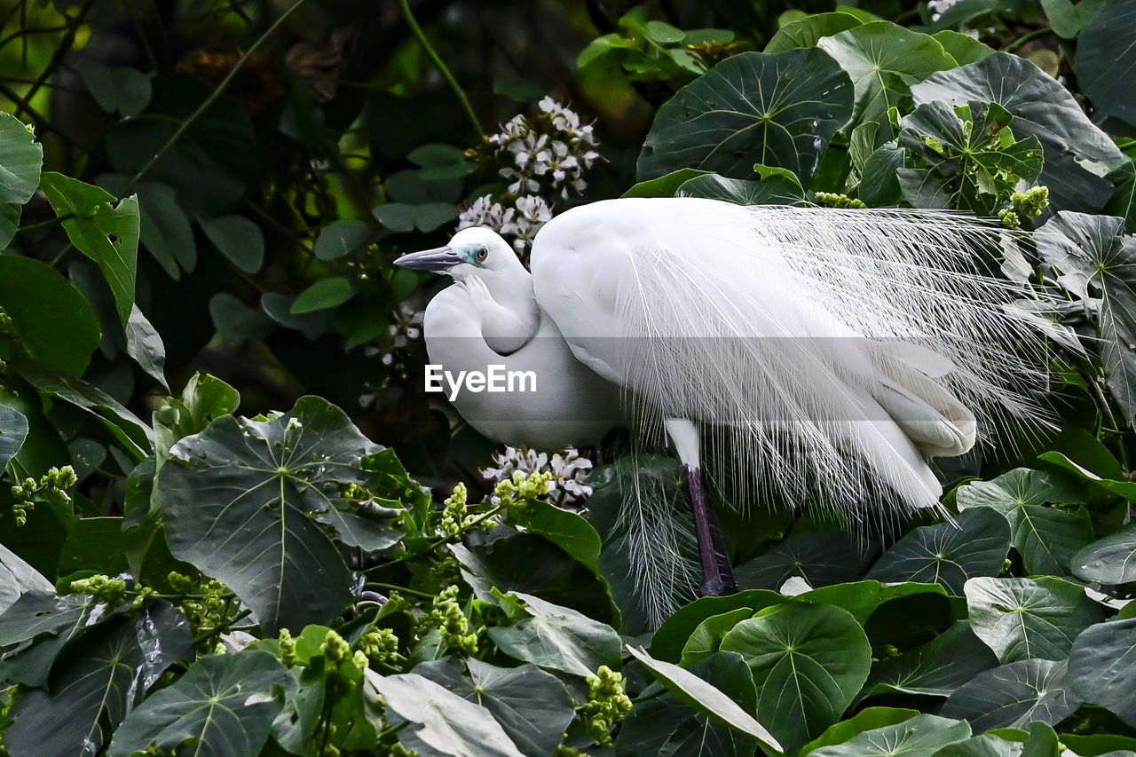 White bird in a plant