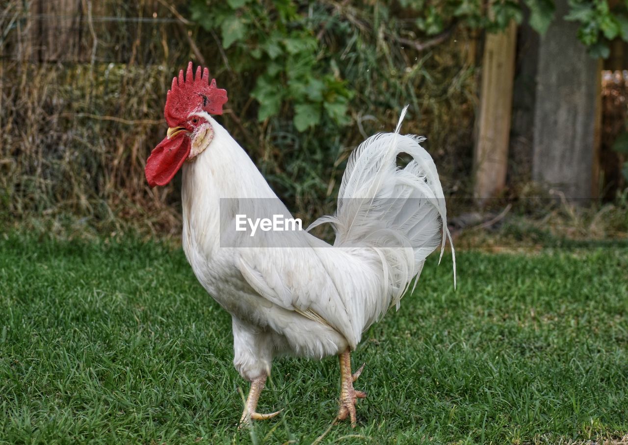 VIEW OF A BIRD ON LAND