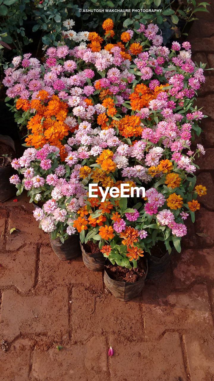 HIGH ANGLE VIEW OF POTTED FLOWERS BLOOMING OUTDOORS