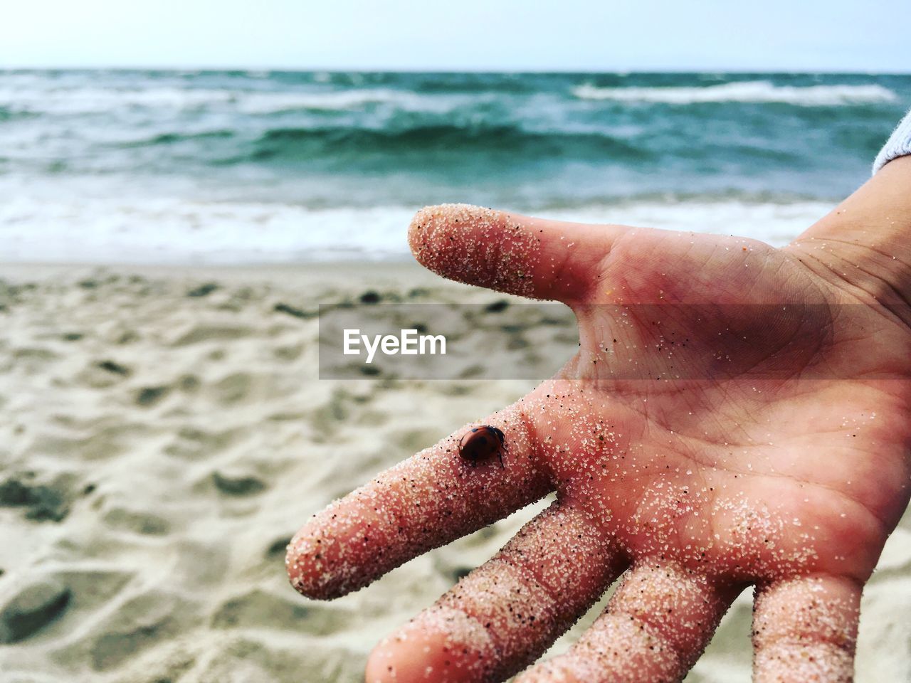 Close-up of ladybug on sandy finger at beach