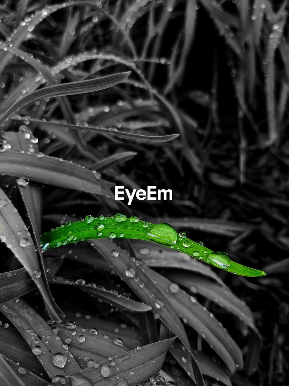 CLOSE-UP OF WATER DROPS ON PLANT