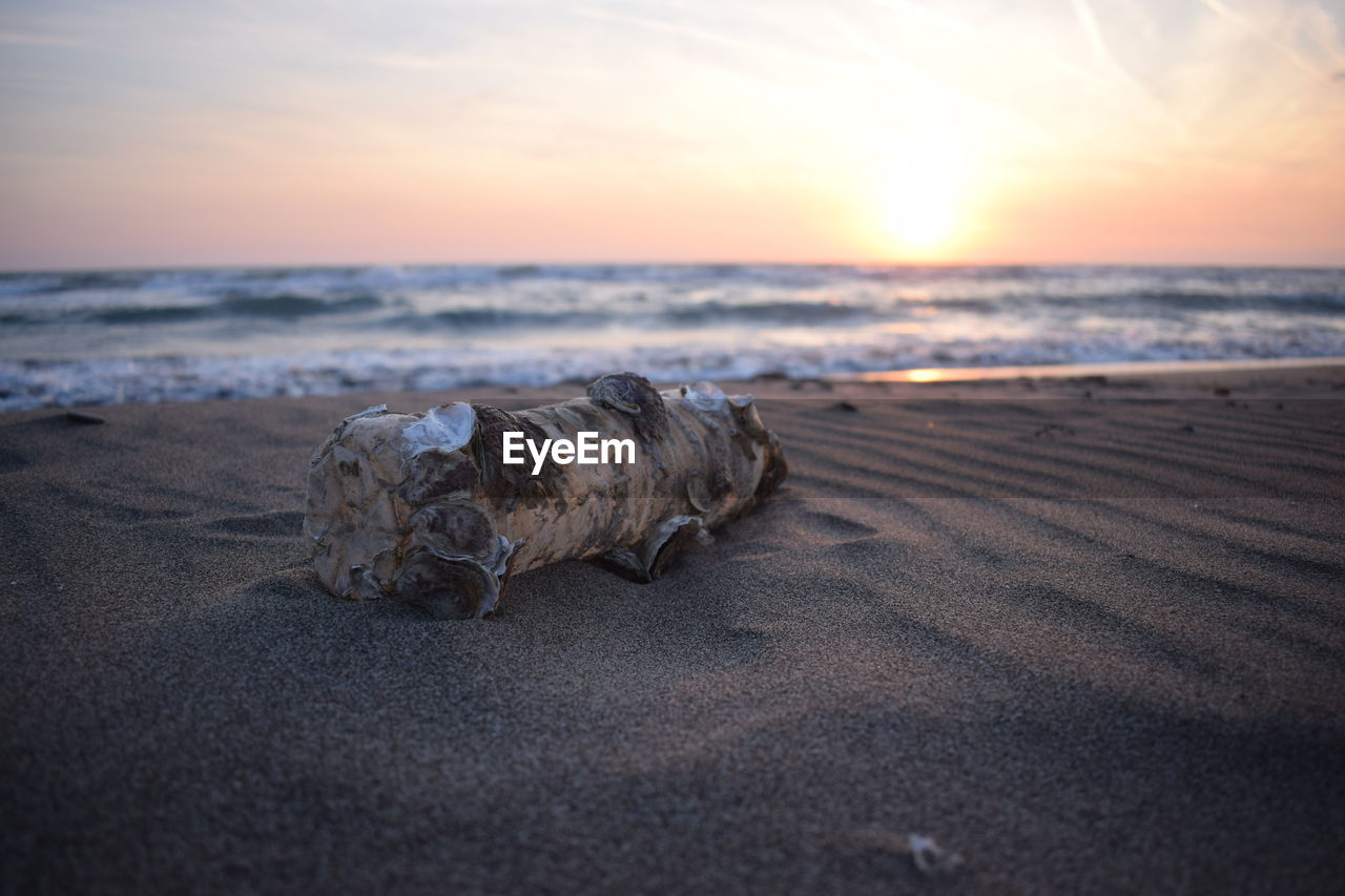 land, beach, sea, sky, sand, sunset, water, shore, ocean, wave, nature, horizon, coast, beauty in nature, horizon over water, tranquility, scenics - nature, sunlight, cloud, tranquil scene, body of water, no people, motion, sun, outdoors, idyllic, rock, environment, wind wave, animal